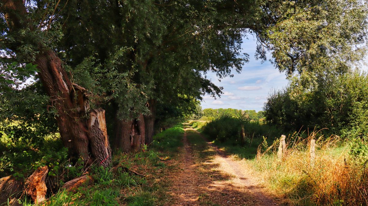 Weg am Laarerbach