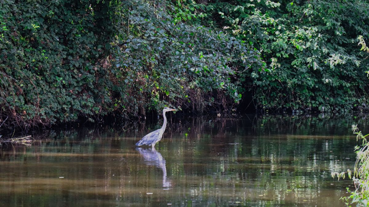 Reiher in der Schwalm