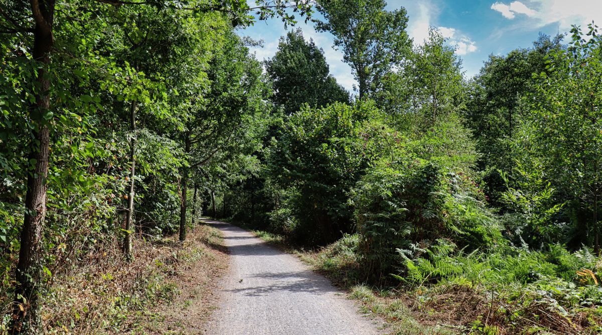 Wanderweg bei Brüggen