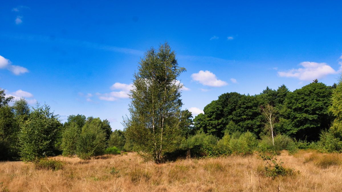 Lichtung an der Schwalm