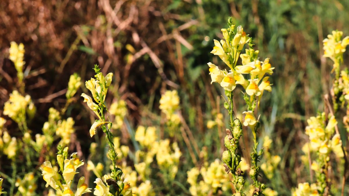 Wildblumen am Wegesrand