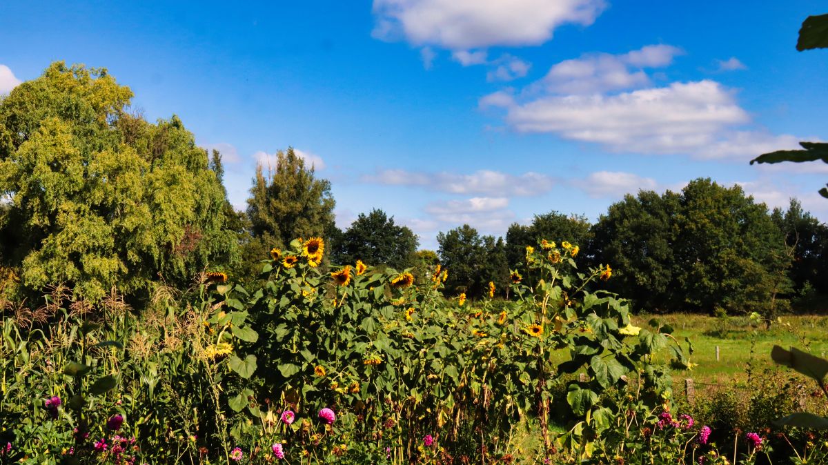 Garten in den Schwalmauen Swalmzicht