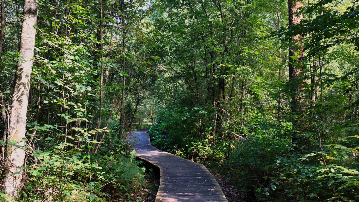 Holzbohlensteg an der Schwalm