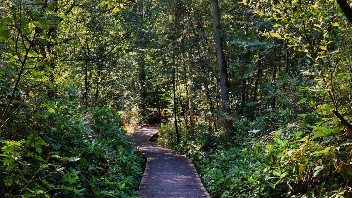 Holzbohlensteg an der Schwalm