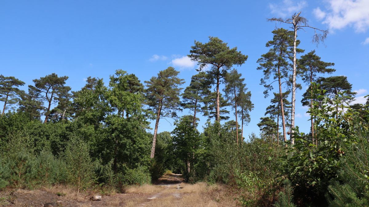 Kiefern Nähe Bosstraat