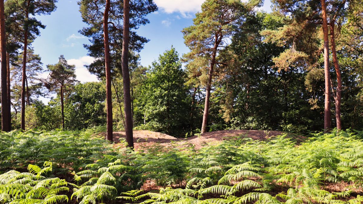 Prähistorische Hügelgräber am Bosberg