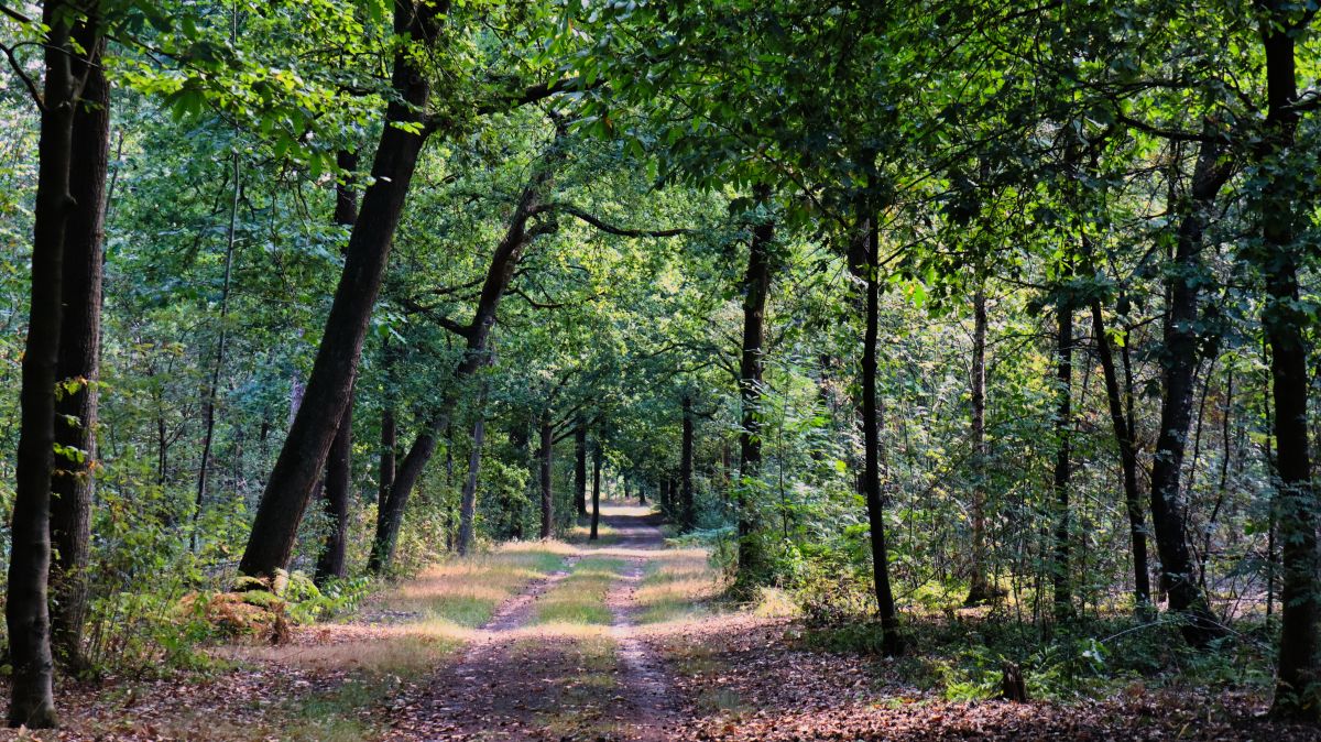 Im Wald am Bosberg