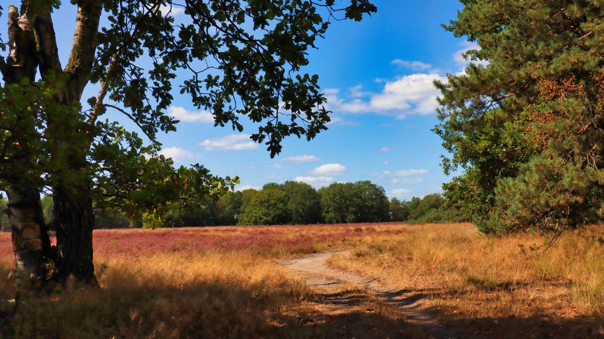 Weg in der Swalmener Heide