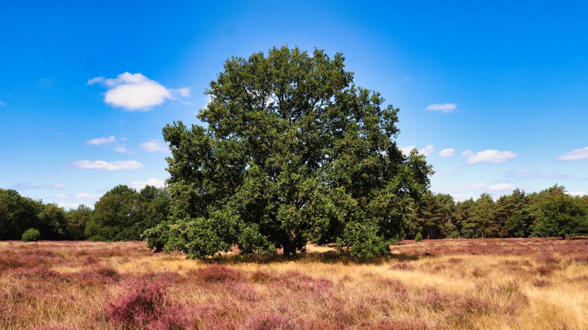 Eiche in der Heide