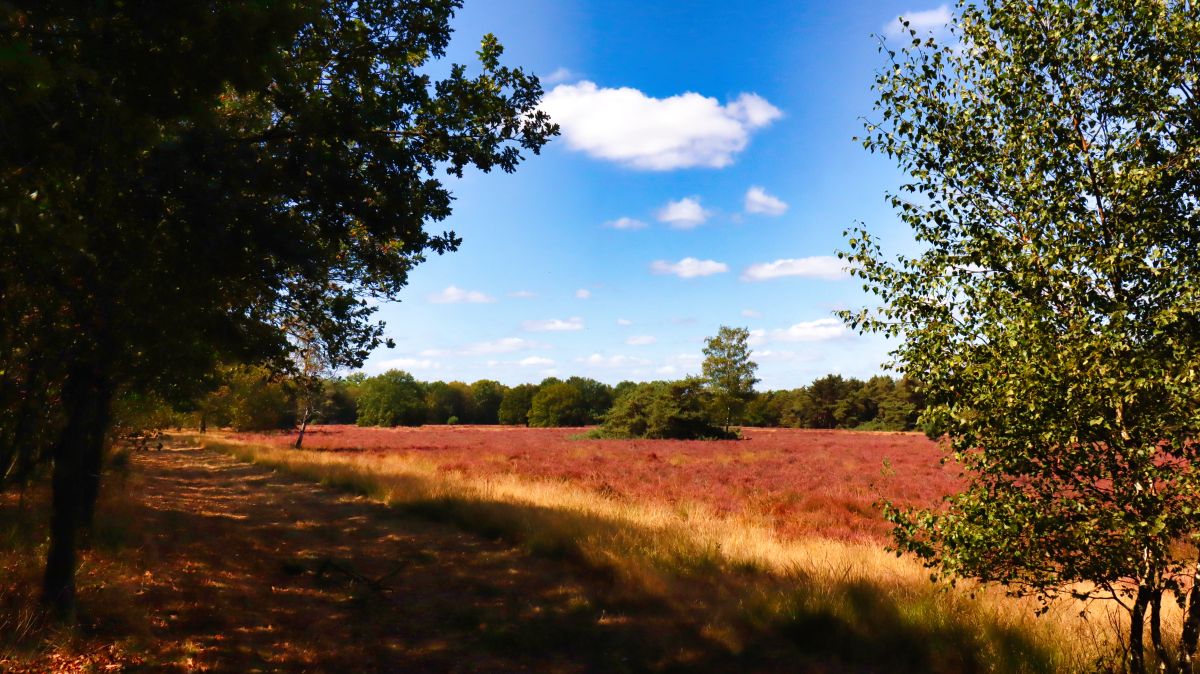 Am Rand der Swalmener Heide