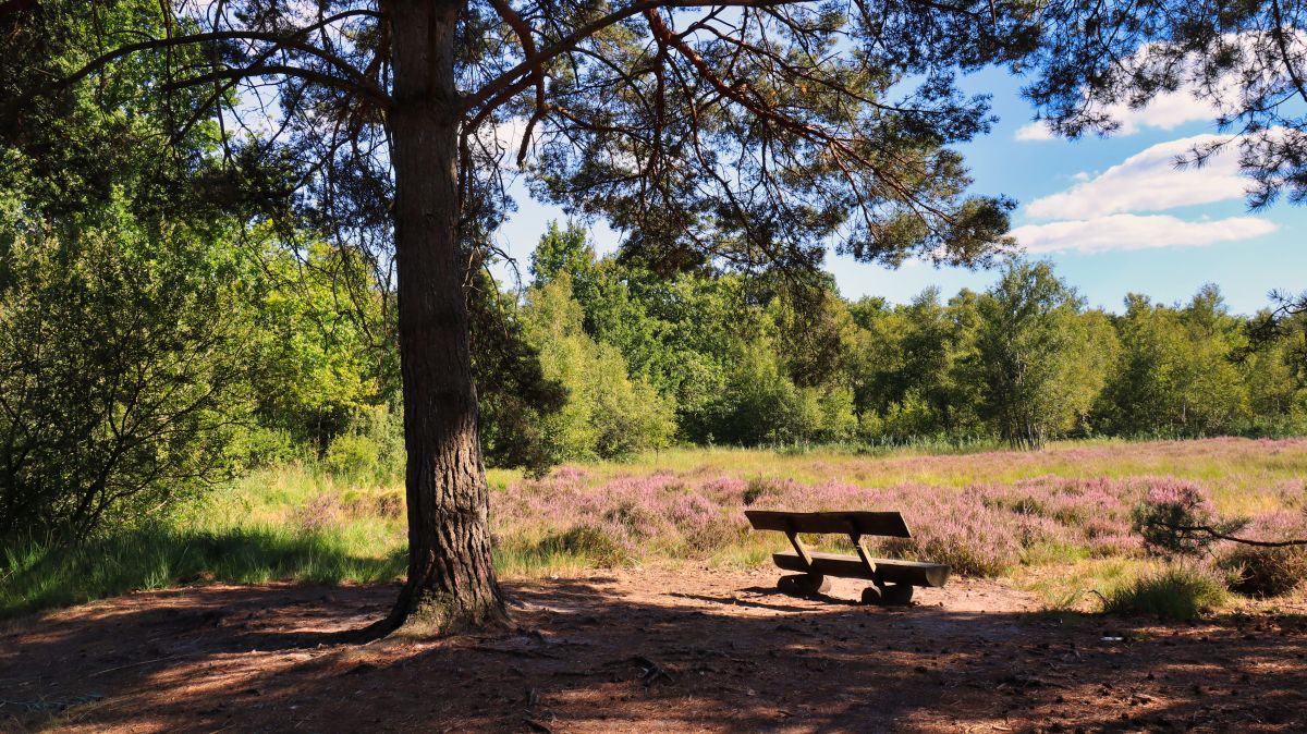 Bank am Rand der Heide