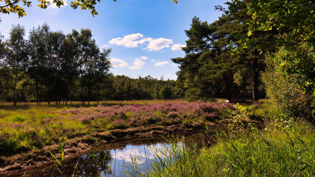 Heide im Schwalmbruch