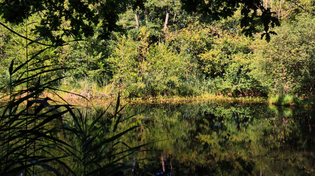 Feuchtbiotop nahe der Schwalm