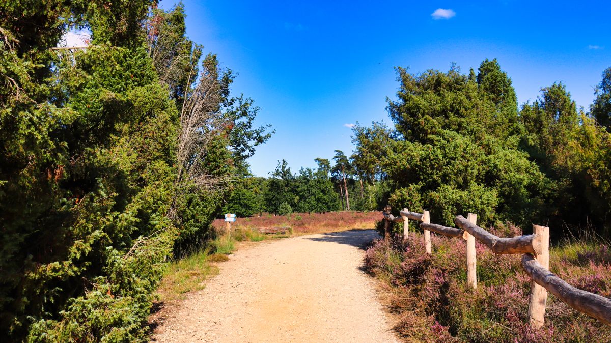 Weg an der Wacholderheide