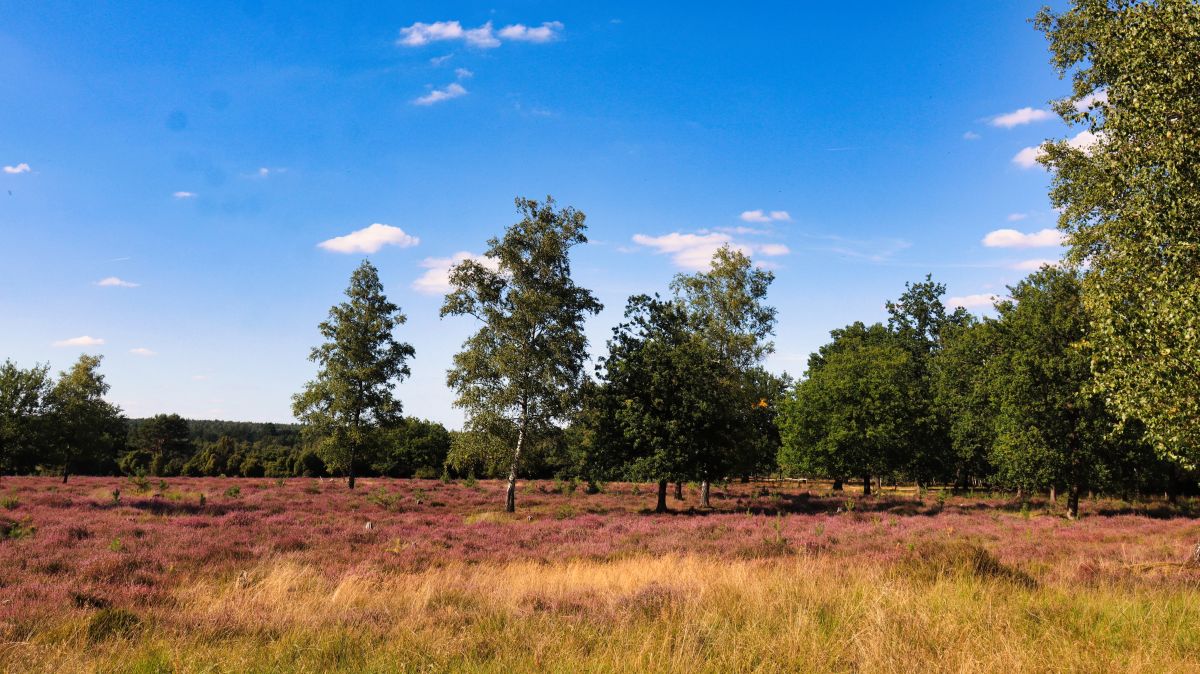 Blick über die Heide