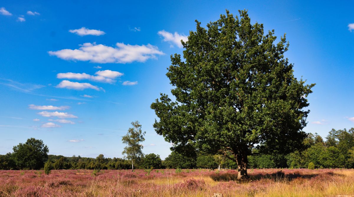 Eiche in der blühenden Heide