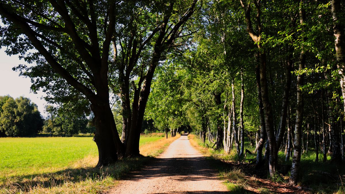 Weg zum Holzsteg