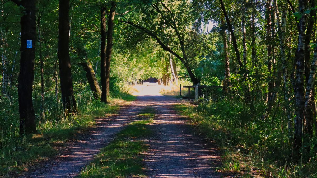 Weg am Holzsteg