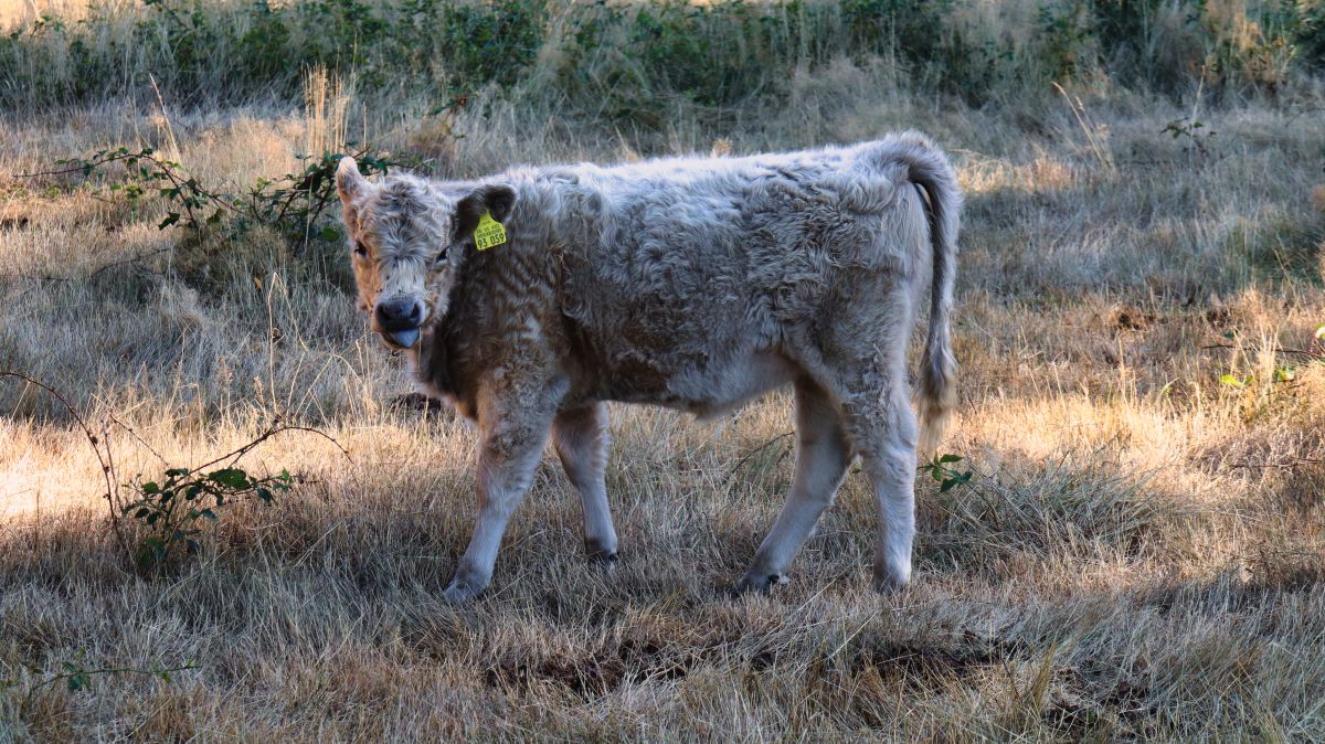 Kalb auf der Wiese bei Tackenbenden