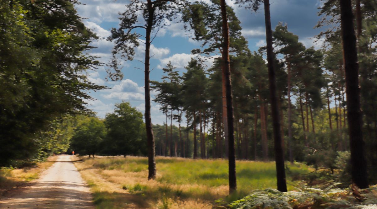 Lichtung im Meinweg