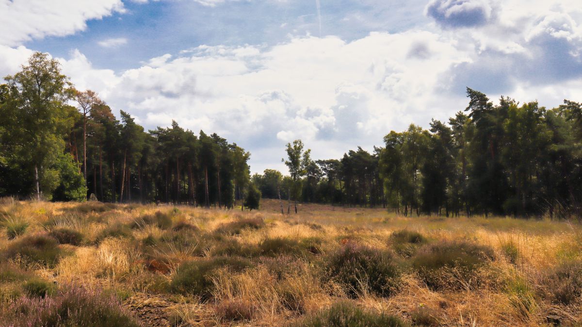 Heide im Meinweg