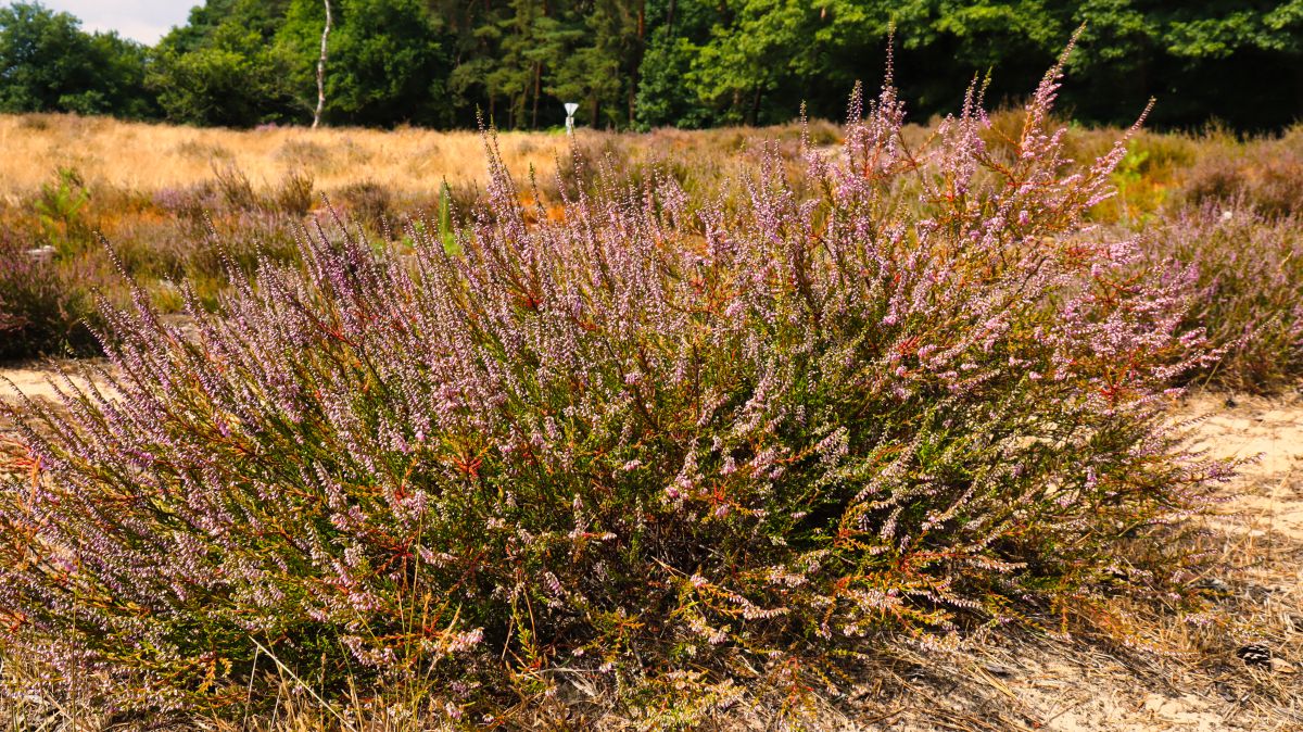 Heide in Blüte