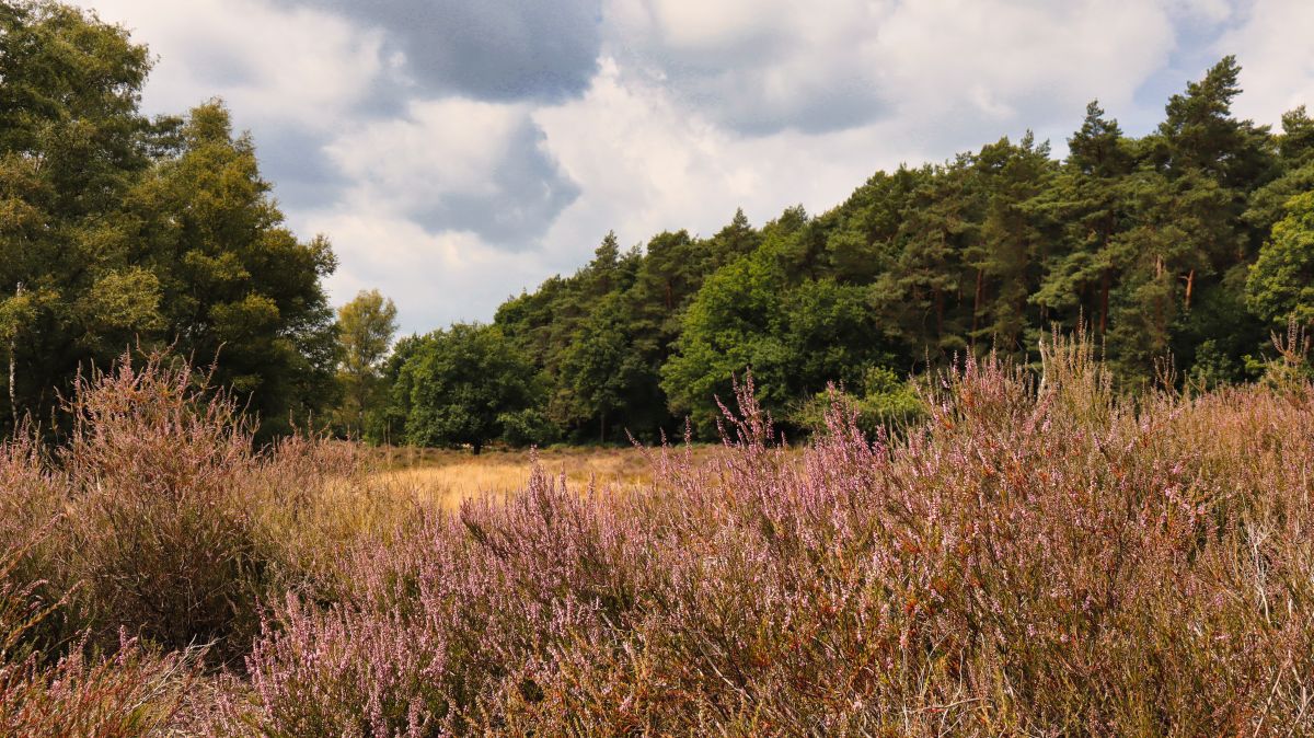 Heide in Blüte