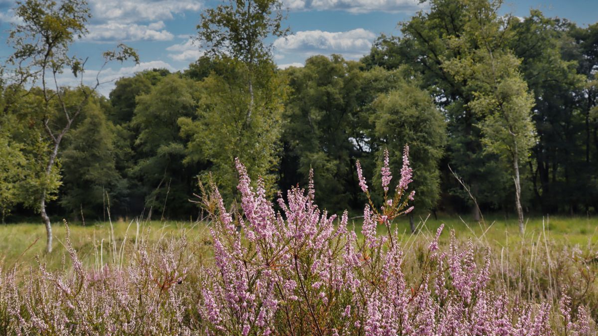 Heide in Blüte