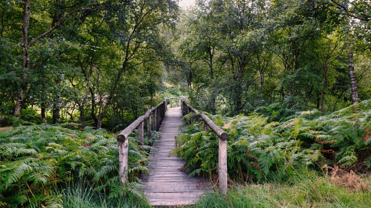 Holzsteg durch den Farnurwald