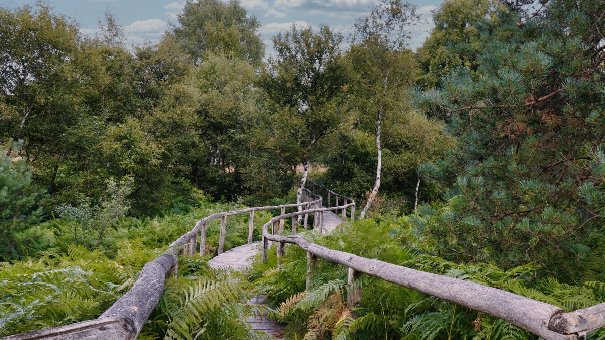 Holzsteg durch den Farnurwald