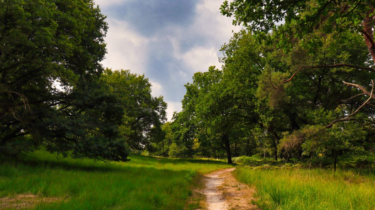 Schafswiesen im Meinweg