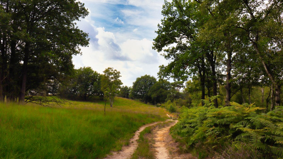 Weg im Mainweg