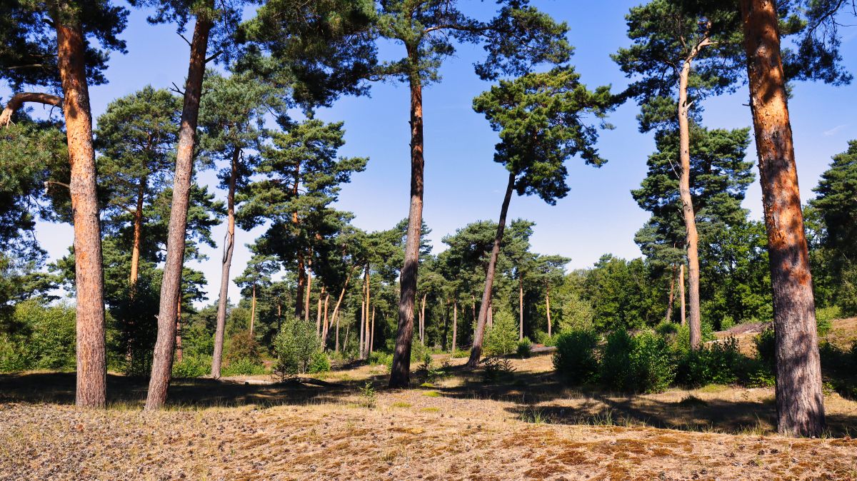 Kiefernwald Beegder Heide