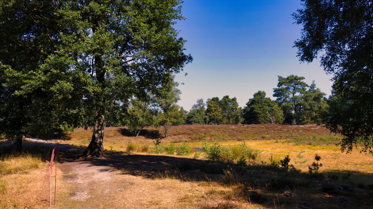 Ausgetrockneter Tümpel in der Heide