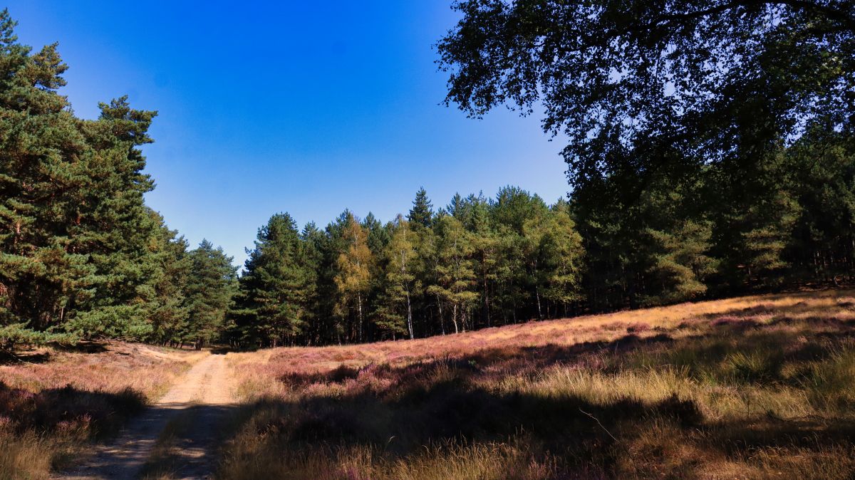 Weg in der Heide