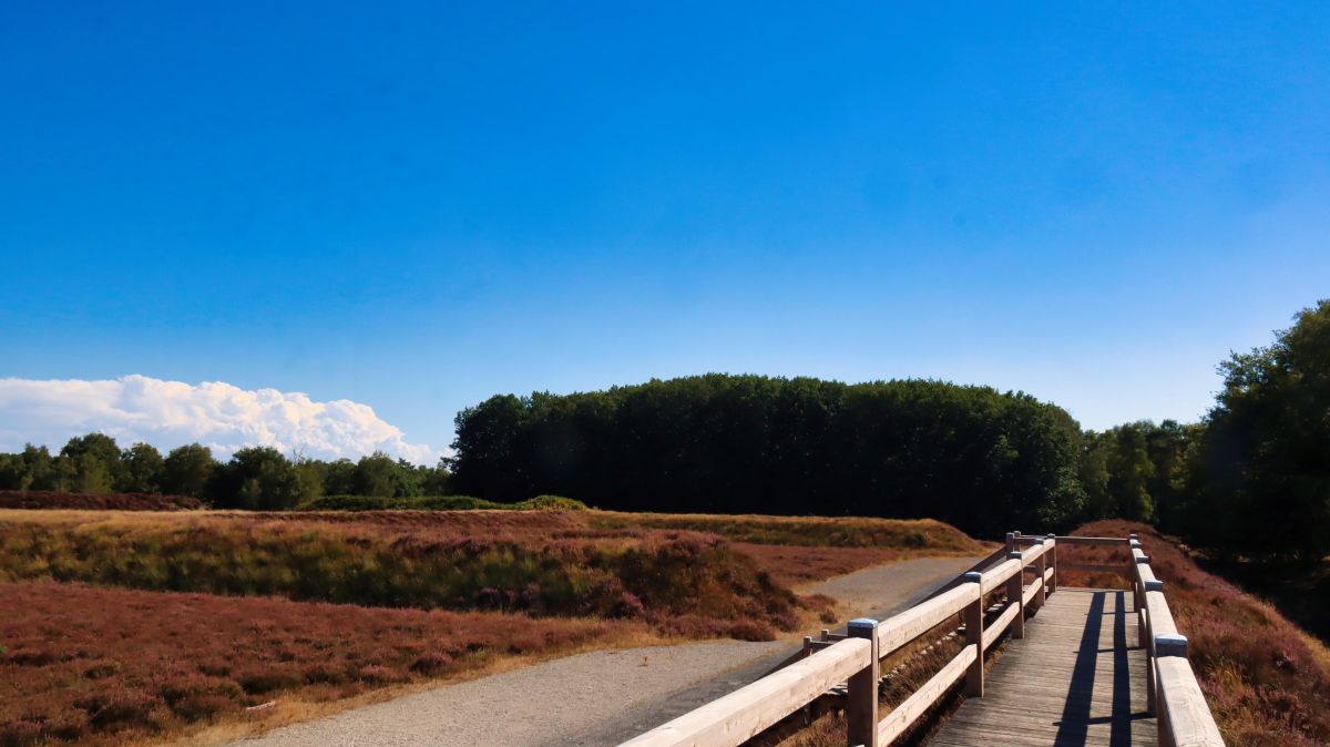 Bohlensteg und Heide