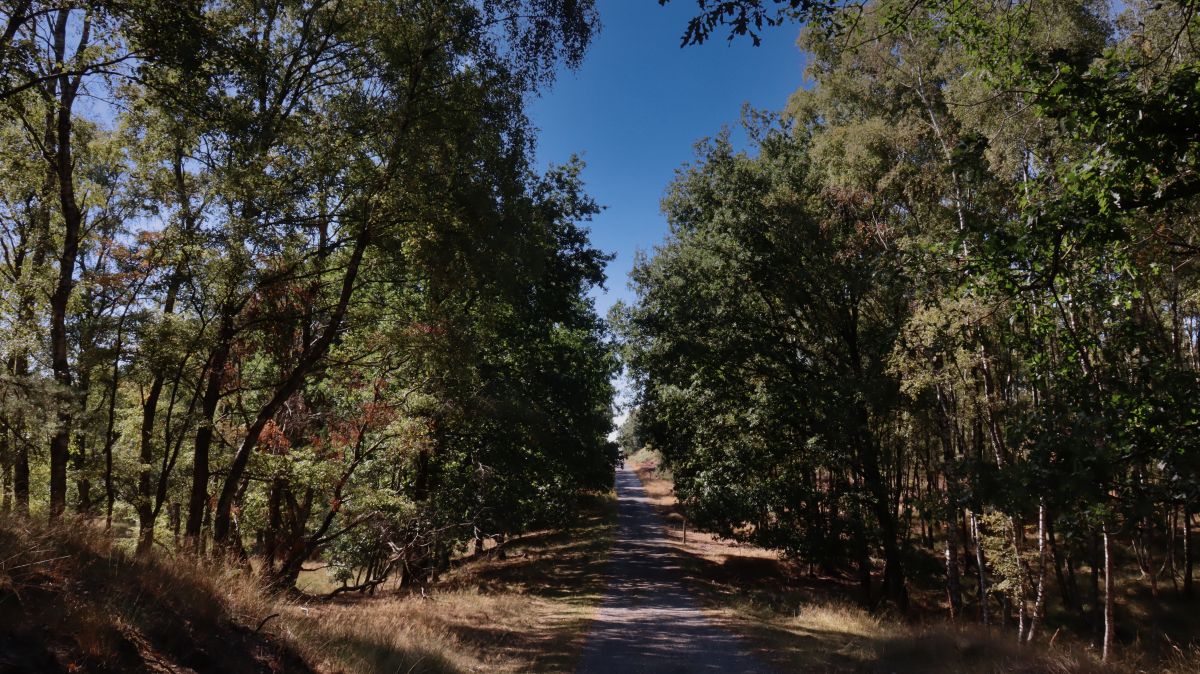 Waldweg im Depot Bracht