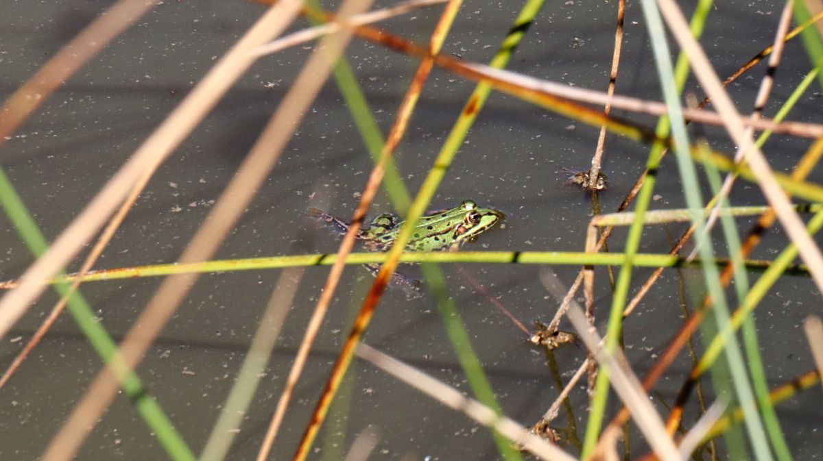 Teichfrosch