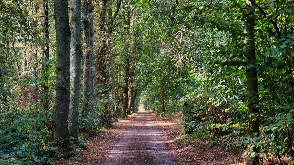 Allee Happelter Weg