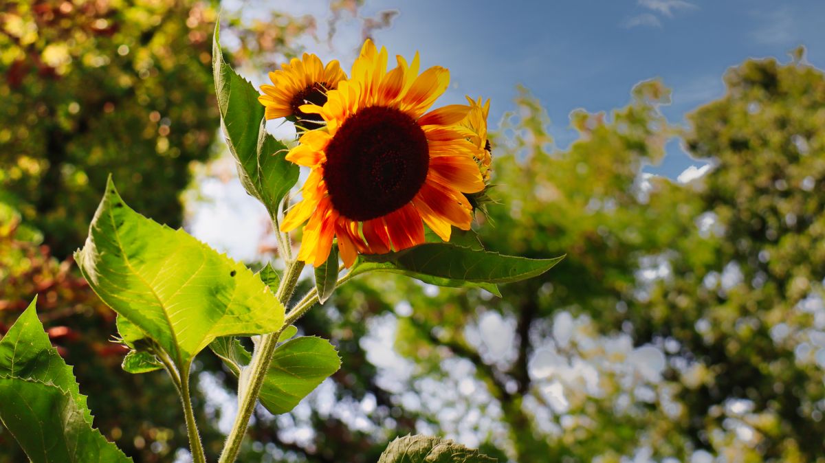 Sonnenblume