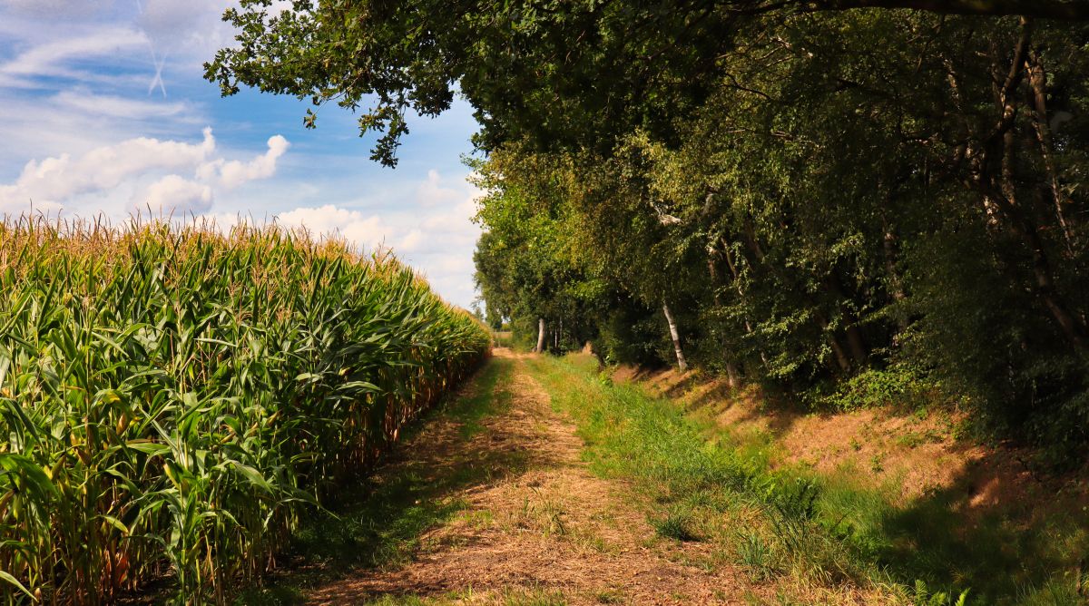 Maisfeld am Waldrand bei Schaag