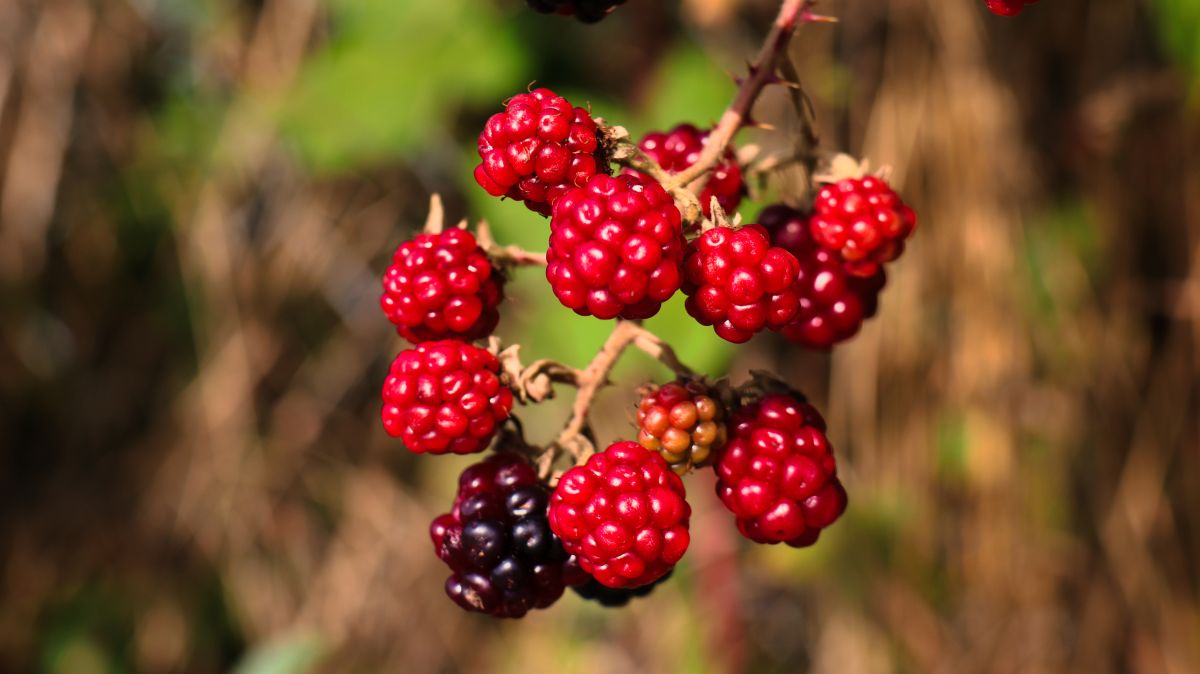 Brombeeren