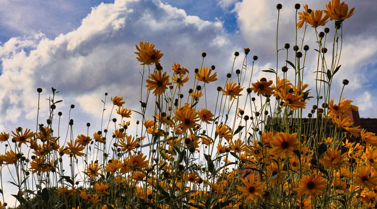 Blumen an St. Peter