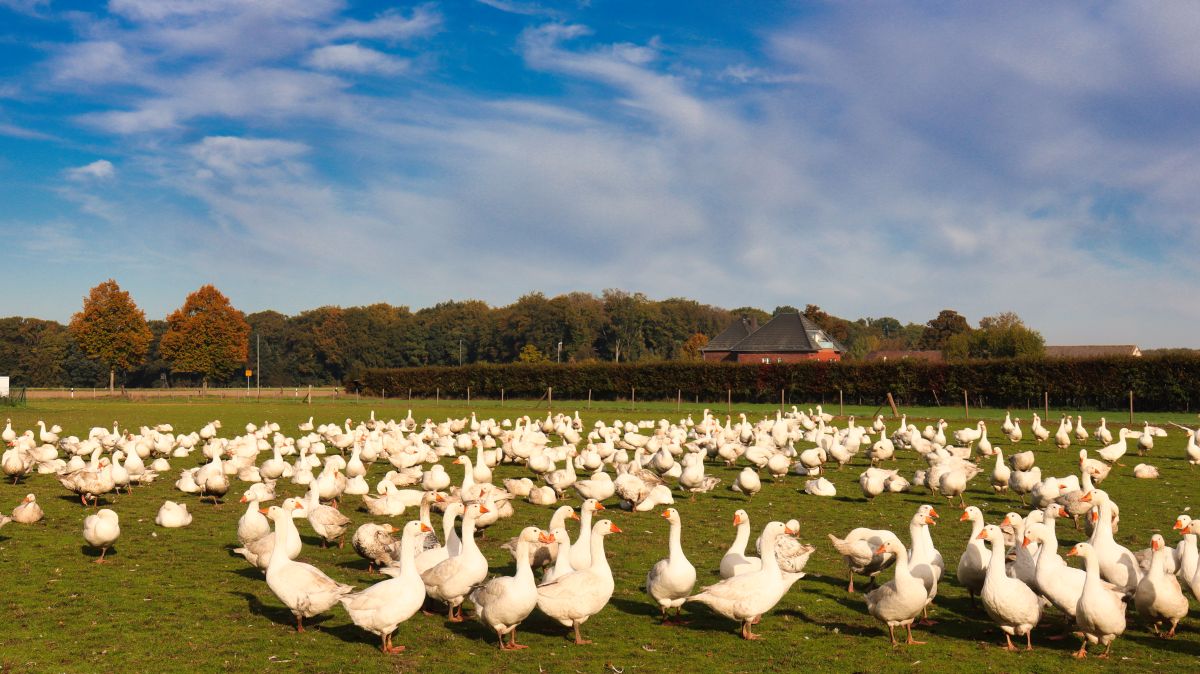 Gänse Putenfarm Rickelrath