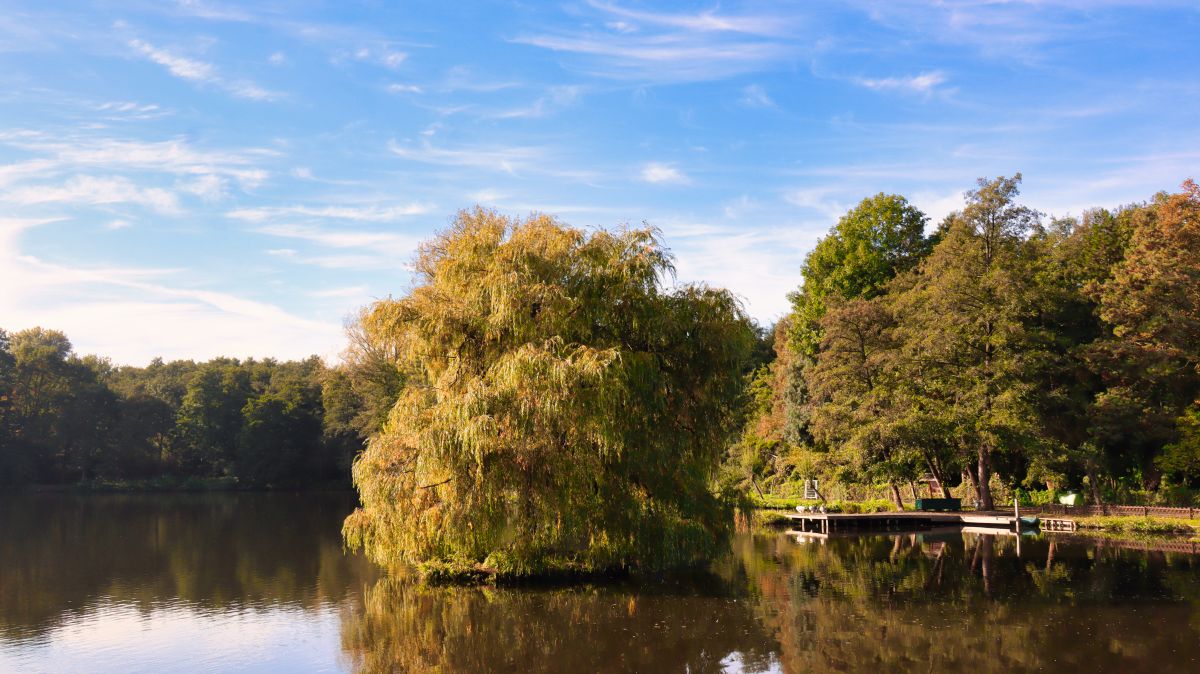 Insel im Holtmühlenweiher