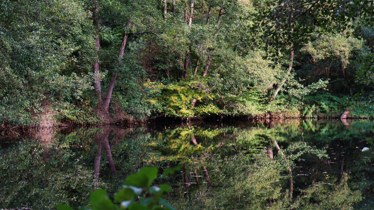 Molzmühlenweiher