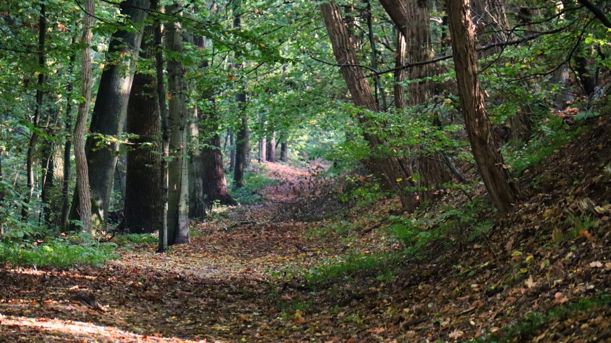 Im Wald entlang der Bahnlinie