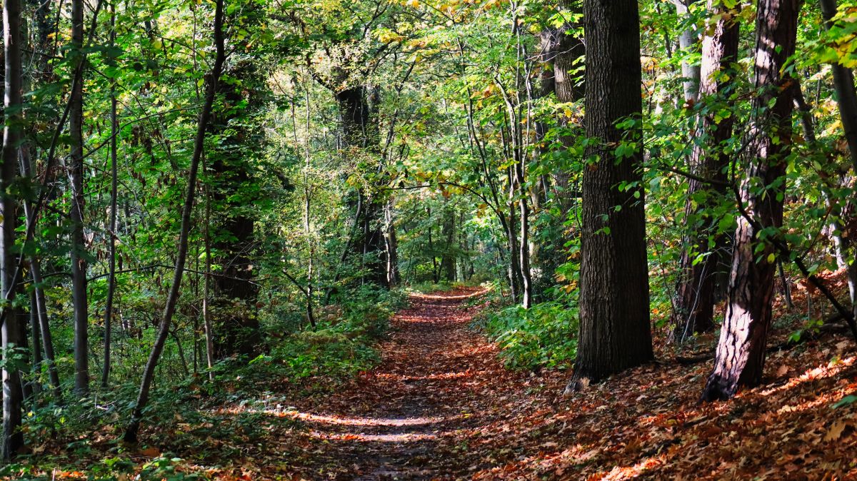 Waldpfad oberhalb der Bahnlinie