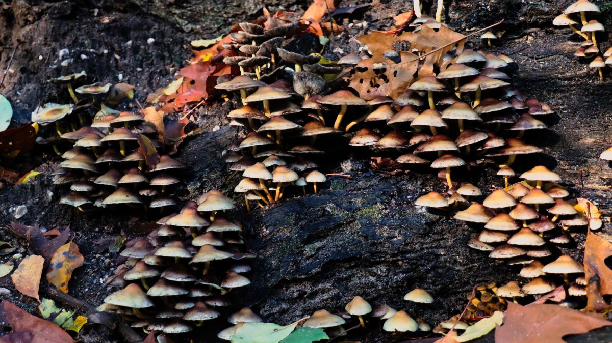 Pilzsiedlung am Wegesrand