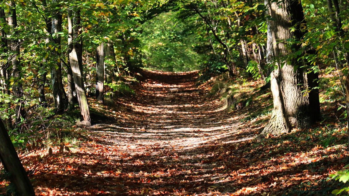 Im Wald nähe Boven Molen